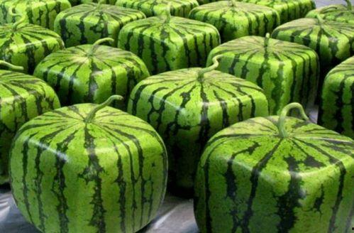 十三中吃瓜,揭秘校园里的“瓜田”风云