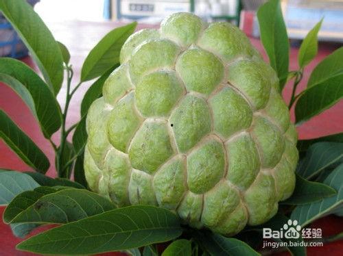 释迦果吃瓜,一场味蕾的奇幻之旅