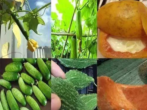 春心吃瓜,一场别开生面的春日盛宴