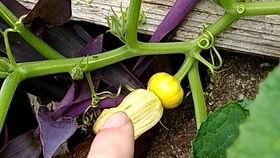 瓜花可以吃不,不可错过的天然美味