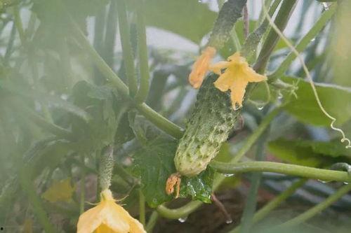 瓜花可以吃不,不可错过的天然美味