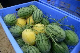 网上吃瓜资源群,揭秘幕后真相与娱乐八卦