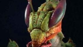 金螳螂吃瓜,揭秘昆虫界的“美食家”