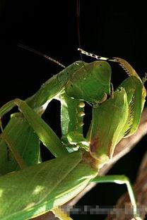 金螳螂吃瓜,揭秘昆虫界的“美食家”