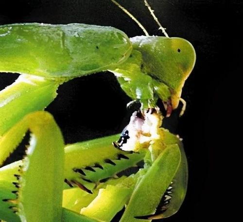 金螳螂吃瓜,揭秘昆虫界的“美食家”