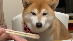 吃瓜柴柴犬,揭秘网红宠物的日常趣事